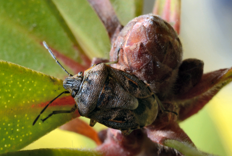 Pentatomidae: Holcogaster fibulata di Ostia